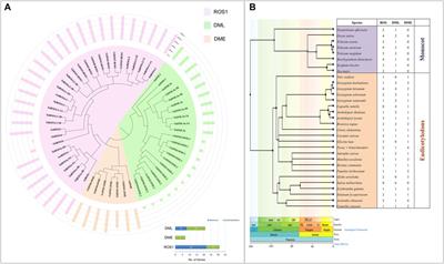 Identification and Characterization of DNA Demethylase Genes and Their Association With Thermal Stress in Wheat (Triticum aestivum L.)